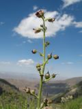 Scrophularia integrifolia. Верхушка побега с соцветием. Южный Казахстан, Таласский Алатау, запов. Аксу-Жабаглы, перевал Кши-Каинды, ≈ 2650 м н.у.м., каменистый склон сев. экспозиции. 17 июля 2017 г.