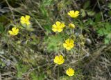 genus Potentilla