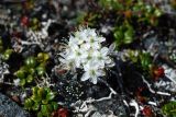 Ledum decumbens