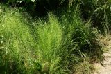 Equisetum arvense