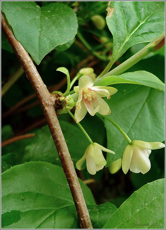 Изображение особи Schisandra chinensis.