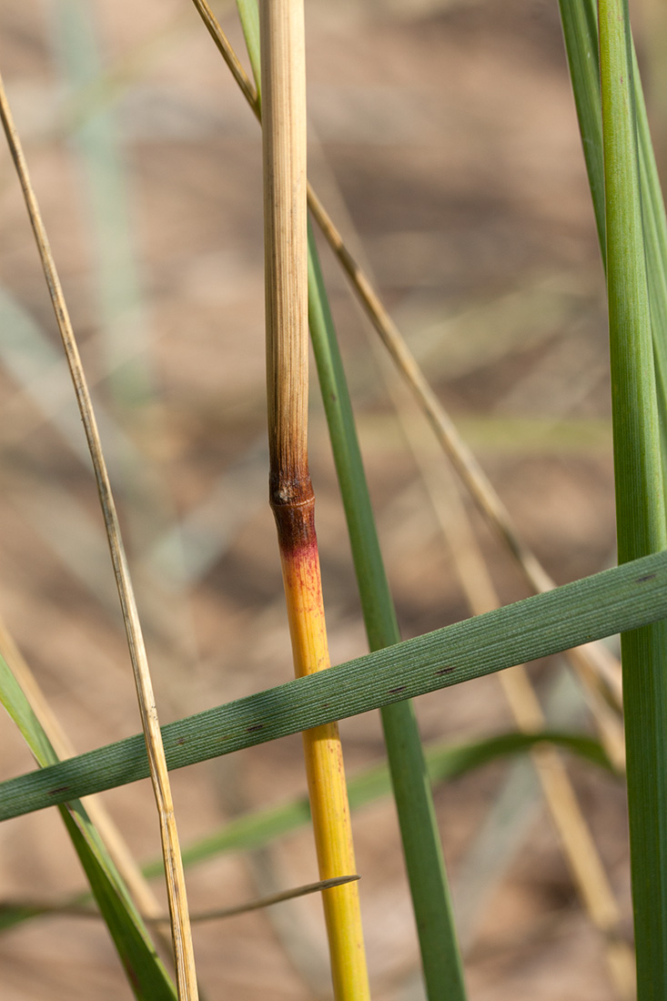 Изображение особи Calamagrostis meinshausenii.