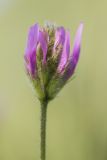 Astragalus onobrychis. Соцветие. Ростовская обл., Сальский р-н, окр. пос. Тальники, склон степной балки. 16.05.2018.