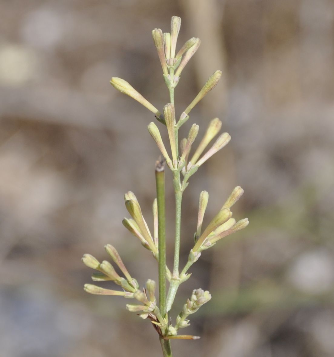 Изображение особи Asperula aristata.