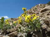 Senecio krascheninnikovii