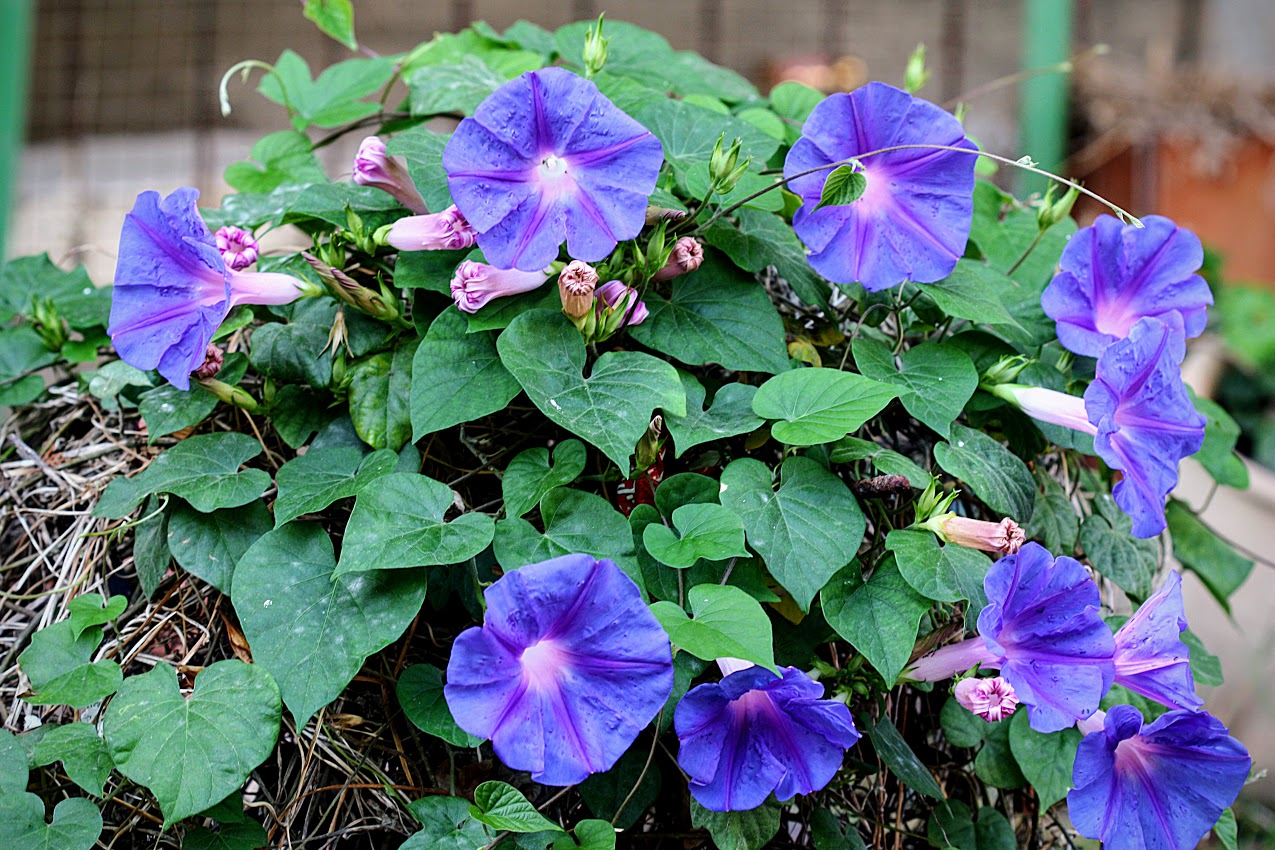 Изображение особи Ipomoea indica.