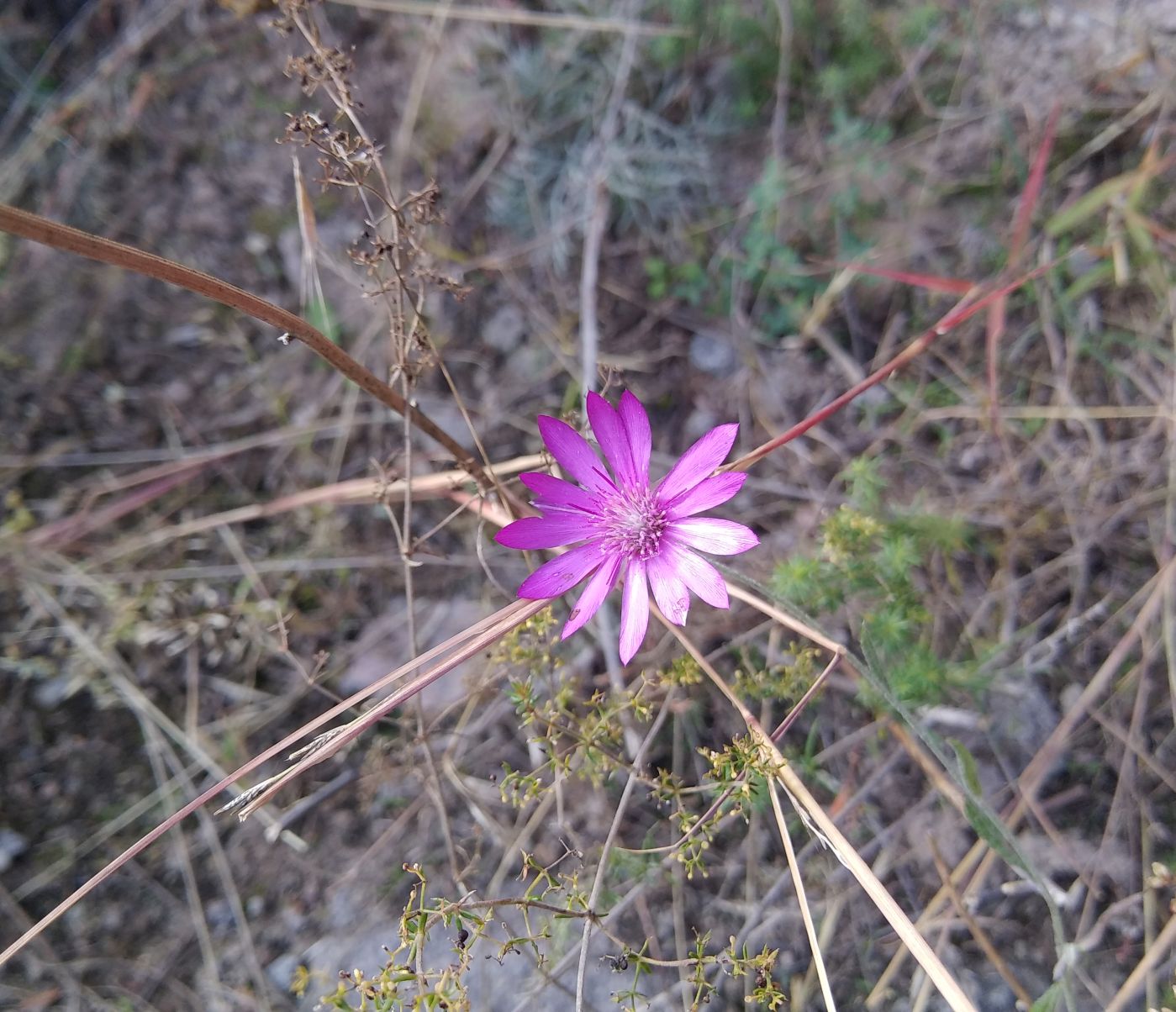 Изображение особи Xeranthemum squarrosum.