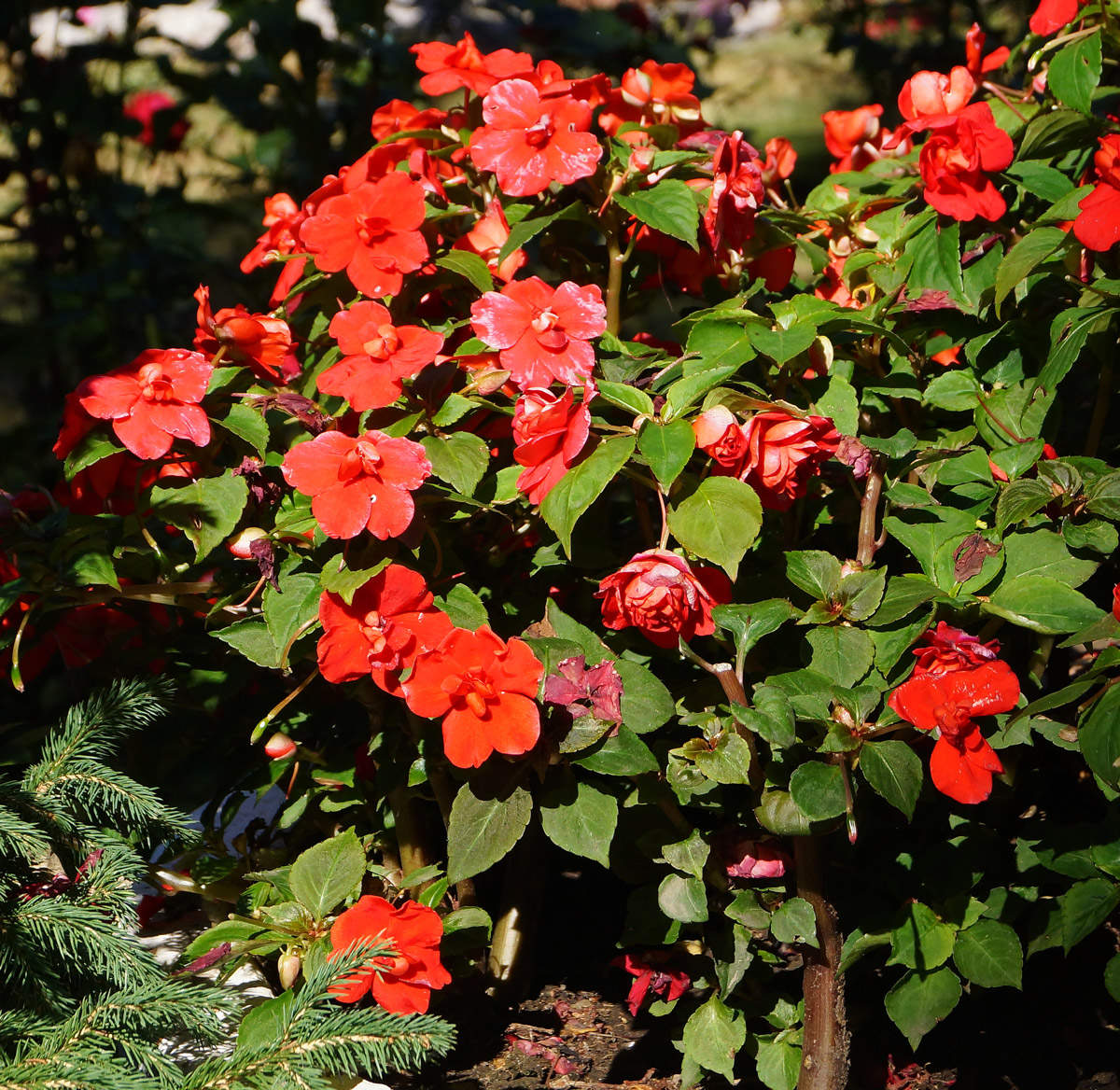 Image of Impatiens walleriana specimen.