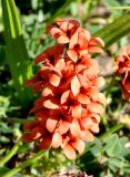 Indigofera procumbens