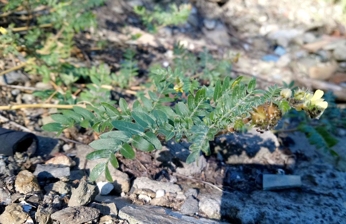 Изображение особи Tribulus terrestris.