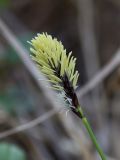 Carex montana