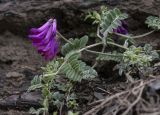 Vicia alpestris. Цветущее растение. Респ. Дагестан, Тляратинский р-н, окр. с. Бетельда, ≈ 1800 м, каменистая (сланцевая) осыпь. 05.05.2019.