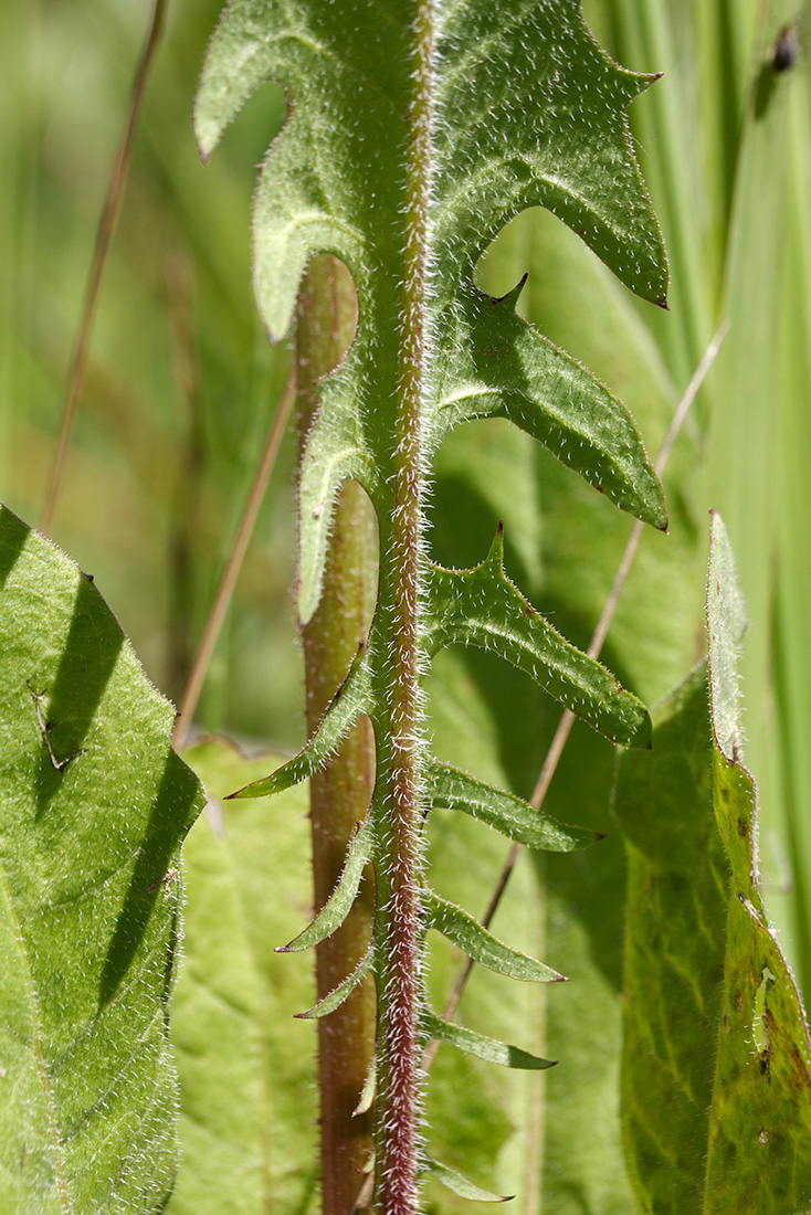 Изображение особи Crepis biennis.