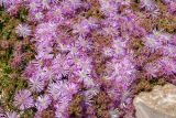 Drosanthemum floribundum