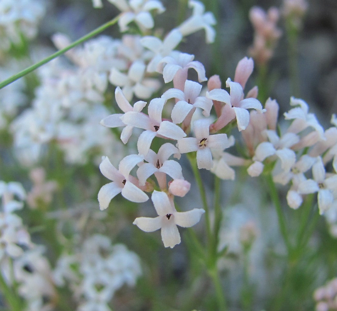 Изображение особи род Asperula.