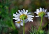 Tripleurospermum inodorum. Соцветие (вид со стороны обёртки). Московская обл., гор. округ Озёры, окр. с. Клишино, окраина поля. 15.09.2019.