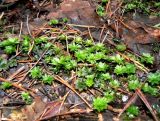 Rhodobryum roseum