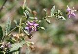 Lycium barbarum