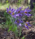 Pulsatilla patens. Цветущие растения. Пермский край, г. Пермь, Кировский р-н, сосновый бор, прилегающий к песчаному карьеру. 07.05.2020.