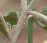 Solanum lichtensteinii