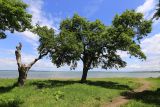 Malus mandshurica. Взрослые деревья. Приморский край, окр. г. Владивосток, п-ов Муравьёва-Амурского, опушка широколиственного леса на берегу моря. 05.06.2020.