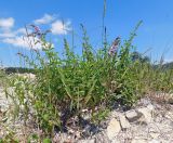 Mentha spicata