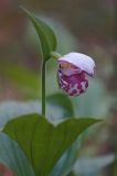 Cypripedium guttatum