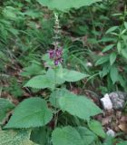 Stachys sylvatica