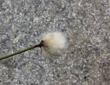 Eriophorum scheuchzeri