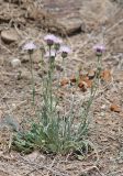 Klasea marginata. Цветущее растение (вместе со Scorzonera sp.). Алтай, Кош-Агачский р-н, 5 км ЮВ с. Чаган-Узун, долина р. Тыдтуярык, склон бедленда. 12 июня 2022 г.