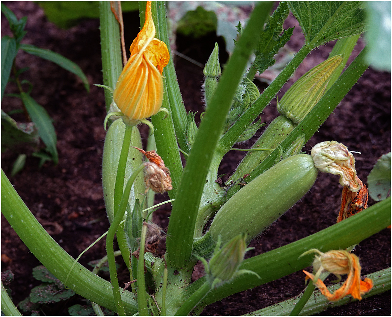 Изображение особи Cucurbita pepo.