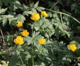 Trollius altaicus