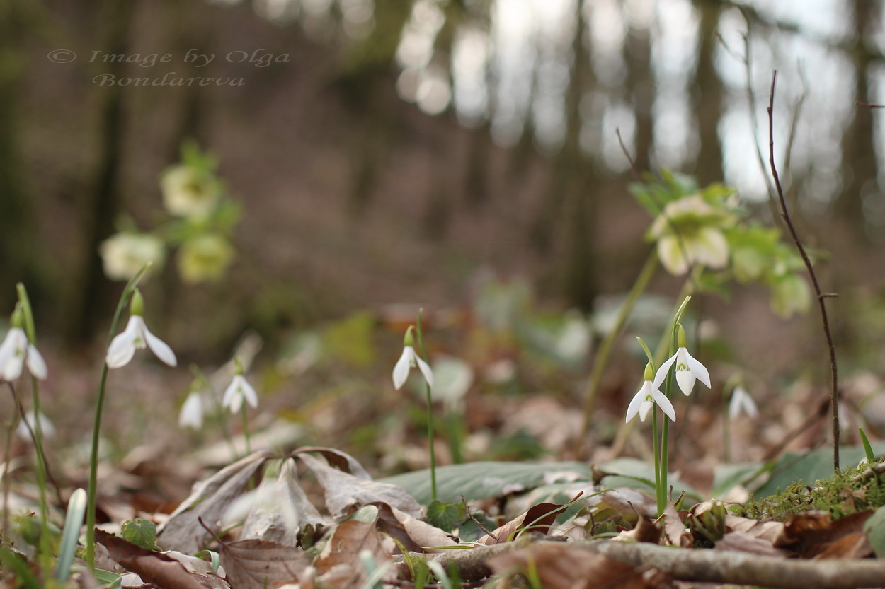 Изображение особи Galanthus rizehensis.