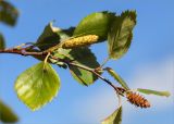 Betula subarctica. Верхушка побега с соплодиями. Карелия, восточный берег оз. Топозеро, губа Нильмагуба, закустаренный песчаный берег. 26.07.2021.