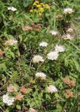 Spiraea flexuosa. Верхушка ветви с соцветиями. Республика Алтай, Кош-Агачский р-н, Северо-Чуйский хр., верховье р. Актру, ≈ 2200 м н.у.м., опушка леса. 11.07.2022.