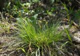 Carex halleriana. Цветущее растение. Крым, Феодосия, хр. Тепе-Оба, лес с преобладанием Quercus petraea, Laburnum anagyroides и Pinus pallasiana. 13 мая 2020 г.