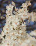 Prunus cerasifera. Веточка с цветками. Краснодарский край, Черноморское побережье Кавказа, г. Новороссийск, в культуре. 25 марта 2023 г.