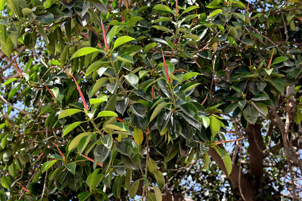 Изображение особи Ficus elastica.