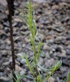 Artemisia dracunculus. Часть веточки. Пермский край, г. Пермь, Ленинский р-н, станция Блочная, откос насыпи. 18.06.2023.