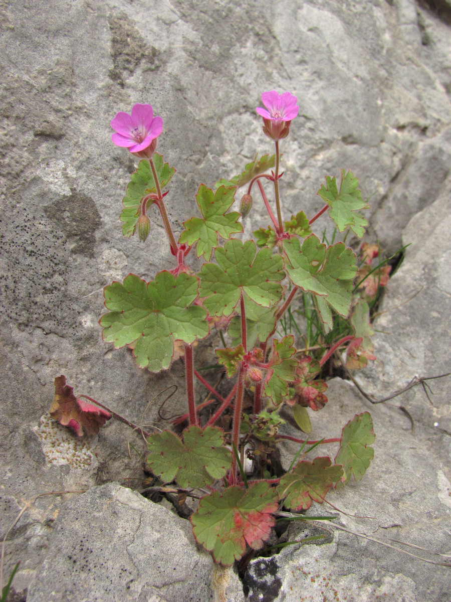 Изображение особи Geranium rotundifolium.