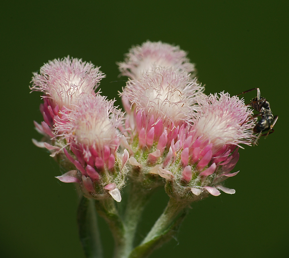 Изображение особи Antennaria dioica.