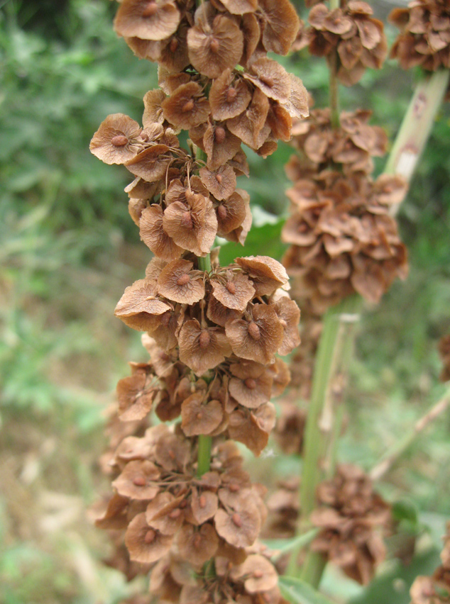 Изображение особи Rumex patientia ssp. orientalis.