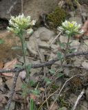 Alyssum umbellatum