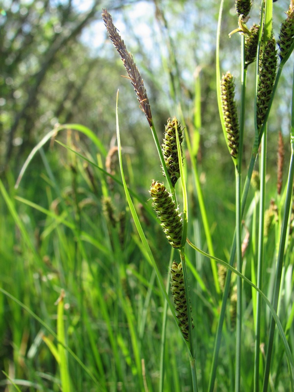 Изображение особи Carex nigra.