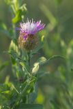 Centaurea trichocephala. Верхушка растения с соцветием. Ростовская обл., Аксайский р-н, окр. хут. Александровка. 08.06.2012.