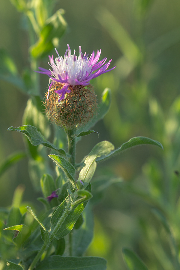 Изображение особи Centaurea trichocephala.