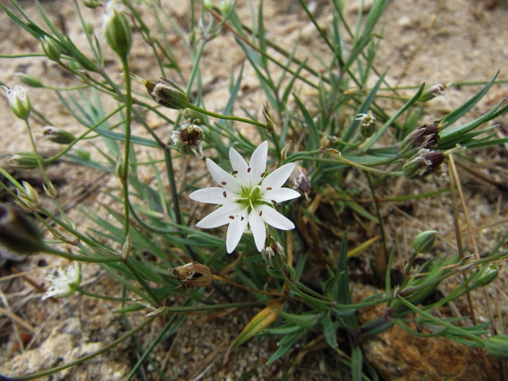 Изображение особи Stellaria dahurica.