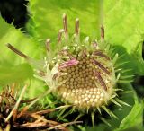 Cirsium oleraceum