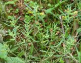 Pedicularis labradorica