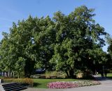 Fraxinus excelsior. Два взрослых растения. Германия, г. Essen, Grugapark. 29.09.2013.